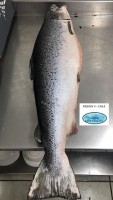 Salmón del Atlantico - Salmo Salar from Chile